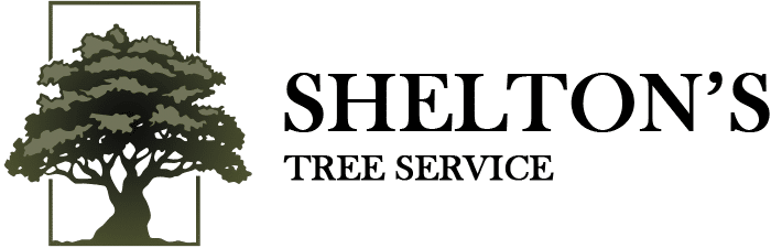 A green background with the words shellac tree service written in black.