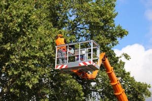 A man in an orange crane is working on the tree.