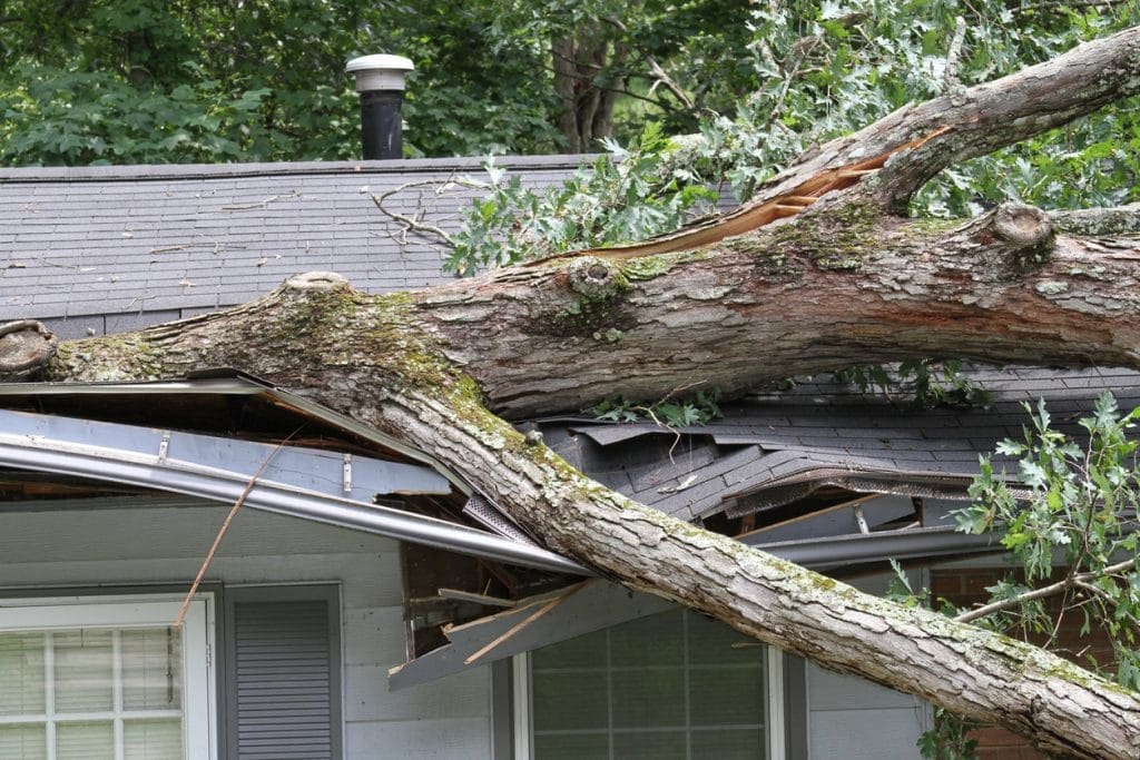 A tree that has fallen on the roof of a house.