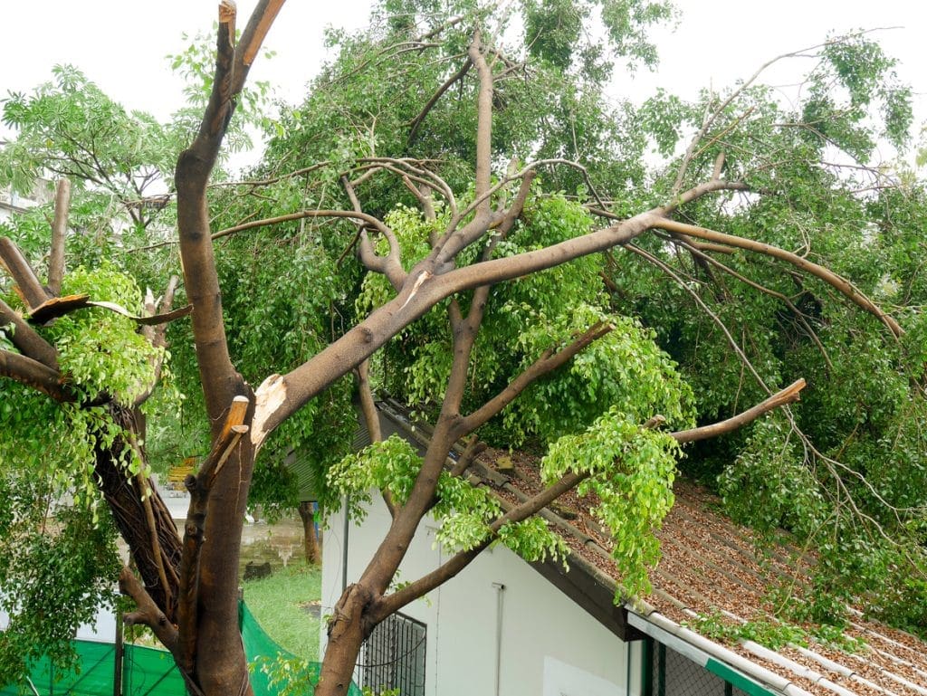 A tree that has been cut down by the roof of a house.