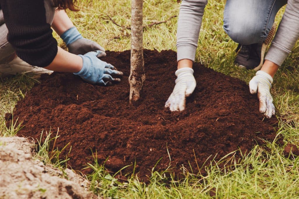 A person is planting a tree in the ground