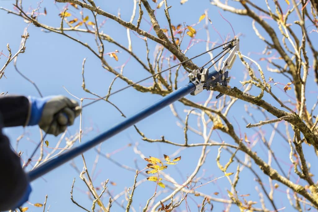 A tree branch being cut by someone using an electric pole.