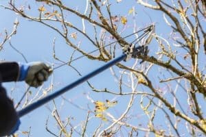 Gardener using telescopic pruning shears for garden maintenance in Autumn