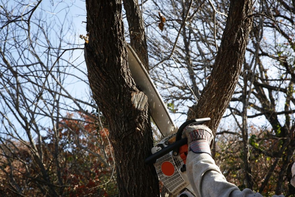 A person with a chain saw cutting tree branches.