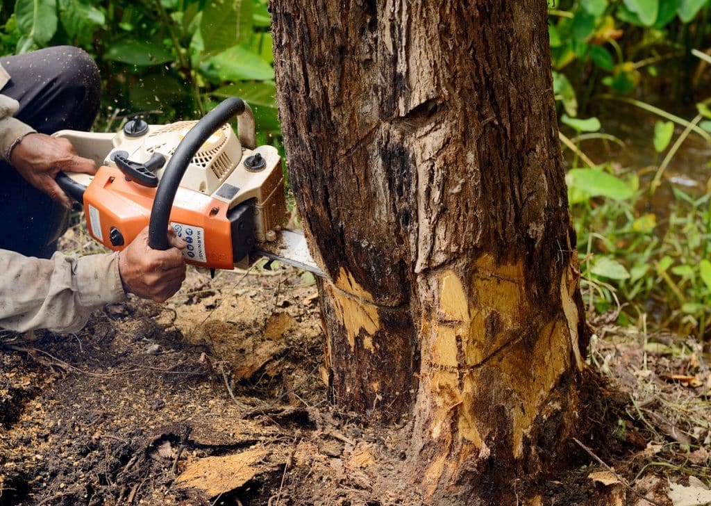 A person using a chainsaw to cut down trees.