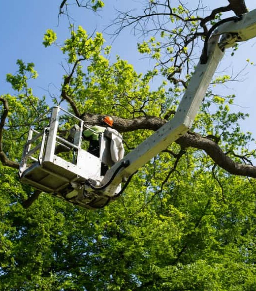 A man in a cherry picker working on the branches of trees.