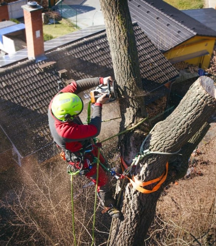 Arborist,Man,Cutting,A,Branches,With,Chainsaw,And,Throw,On