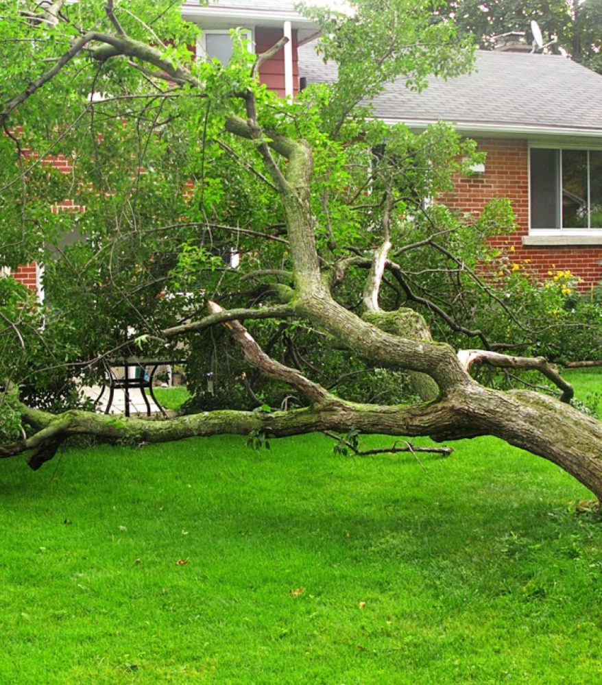 Fallen,Tree,Due,To,Storm,Or,Hurricane,Damage,In,Backyard